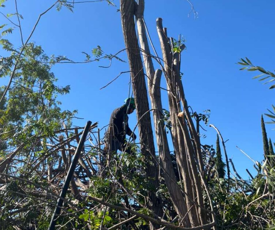 tree cutting service price