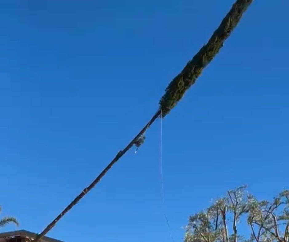 tree cutting service price