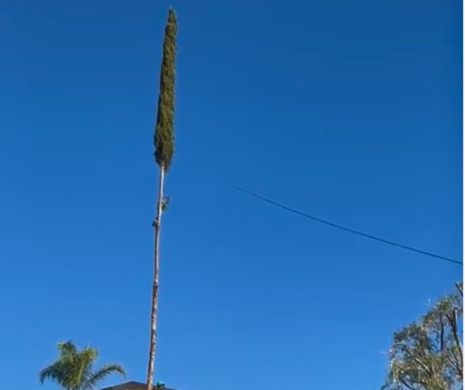 tree cutting service price